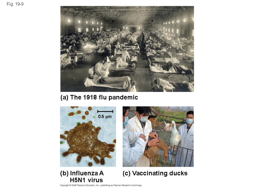 Fig. 19-9 (a) The 1918 flu pandemic (b) Influenza A H5N1 virus (c) Vaccinating